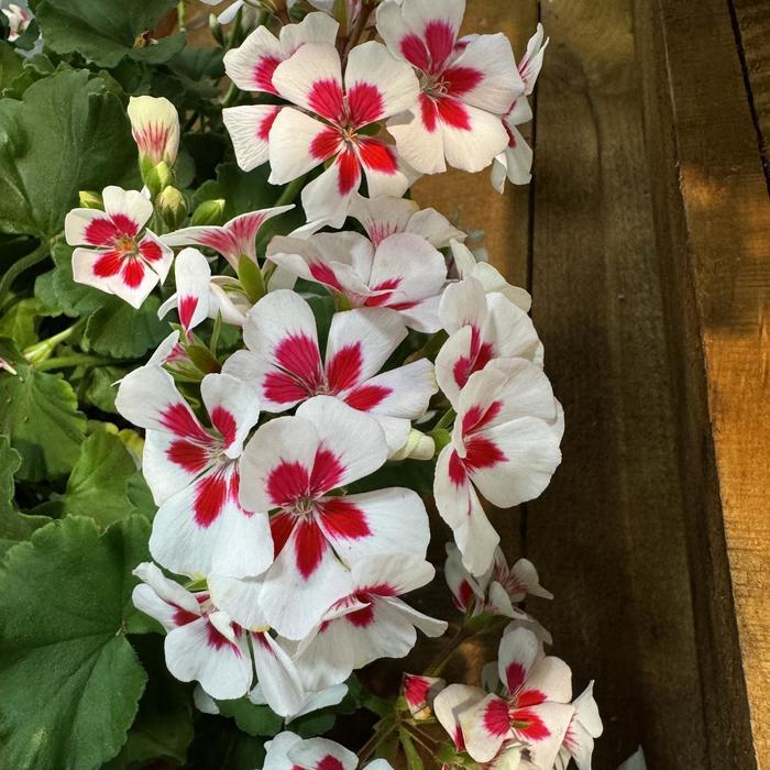 Geranium Ivy Zonal 'mojo Salmon' - View 6 from www redcrocus com