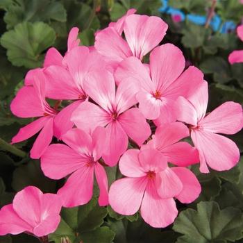 Geranium Ivy Zonal 'mojo Salmon' - View 8 from www redcrocus com