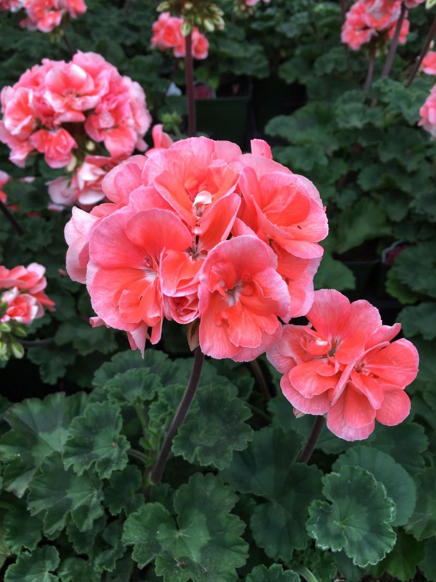 Geranium Ivy Zonal 'mojo Salmon' - View 9 from www redcrocus com