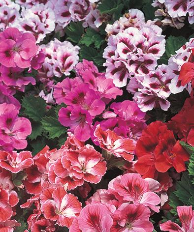 G000 Geranium Annual, Assorted - View 12 from www redcrocus com