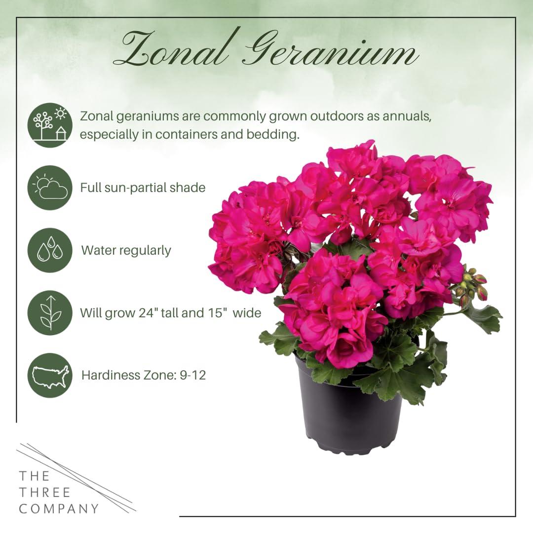 G000 Geranium Annual, Assorted - View 13 from www redcrocus com