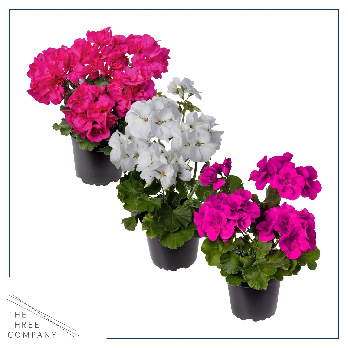 G000 Geranium Annual, Assorted - View 14 from www redcrocus com
