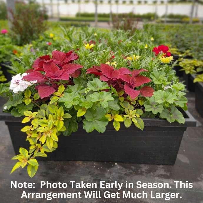 G000 Geranium Annual, Assorted - View 17 from www redcrocus com