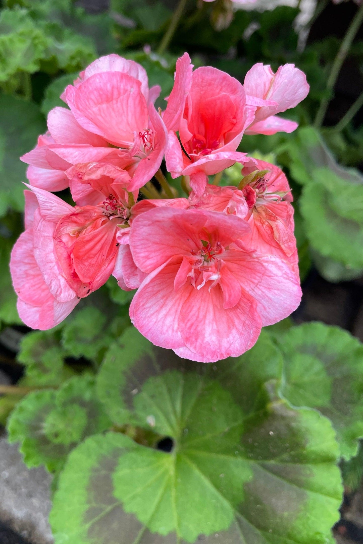 G000 Geranium Annual, Assorted - View 1 from www redcrocus com