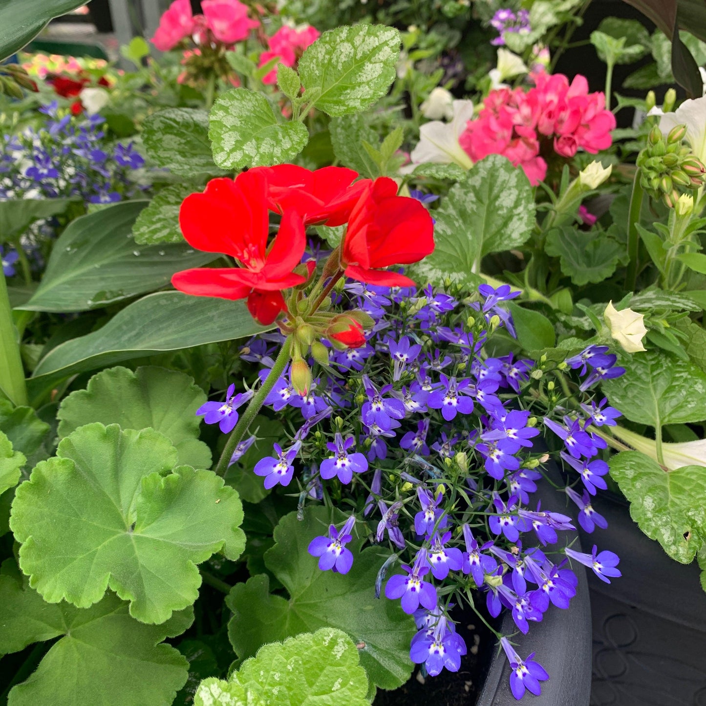G000 Geranium Annual, Assorted - View 20 from www redcrocus com