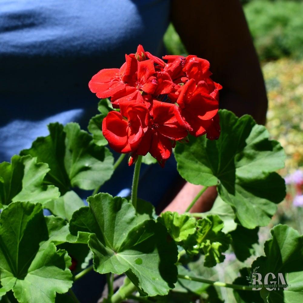 G000 Geranium Annual, Assorted - View 21 from www redcrocus com