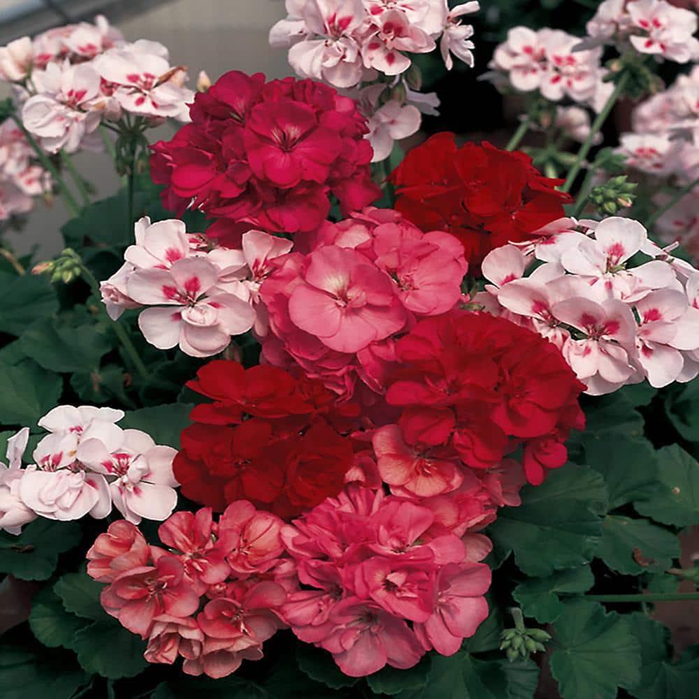 G000 Geranium Annual, Assorted - View 5 from www redcrocus com
