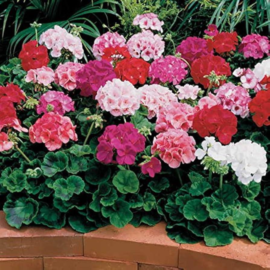 G000 Geranium Annual, Assorted - View 6 from www redcrocus com