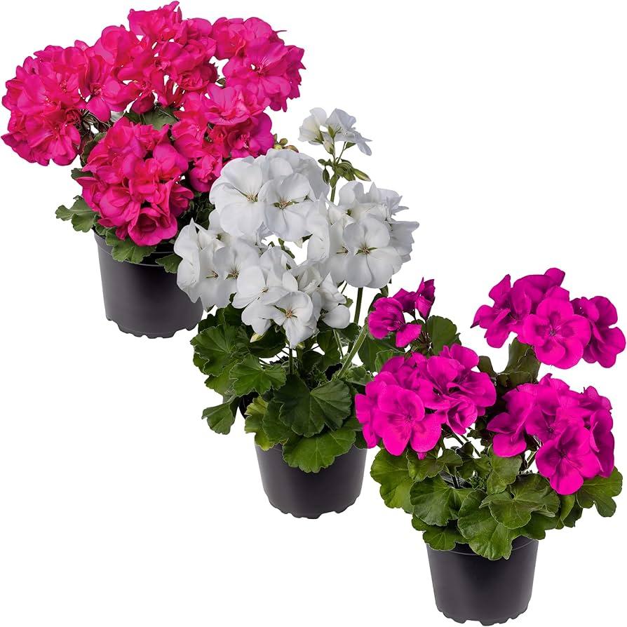 G000 Geranium Annual, Assorted - View 8 from www redcrocus com