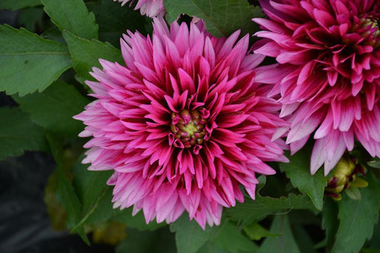 Dahlia 'labella Maggiore Deep Rose' - View 1 from www redcrocus com