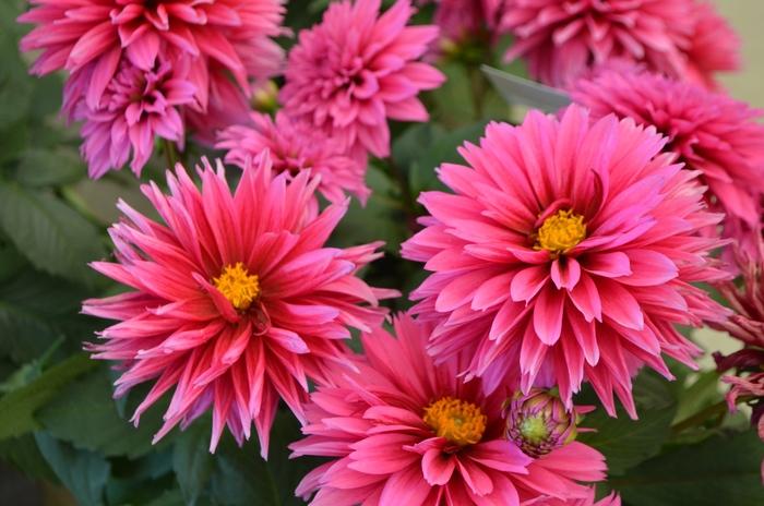 Dahlia 'labella Maggiore Deep Rose' - View 5 from www redcrocus com
