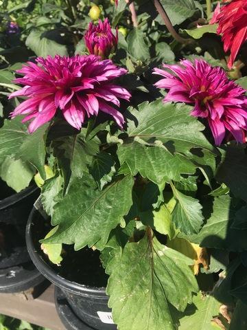 Dahlia 'labella Maggiore Deep Rose' - View 8 from www redcrocus com