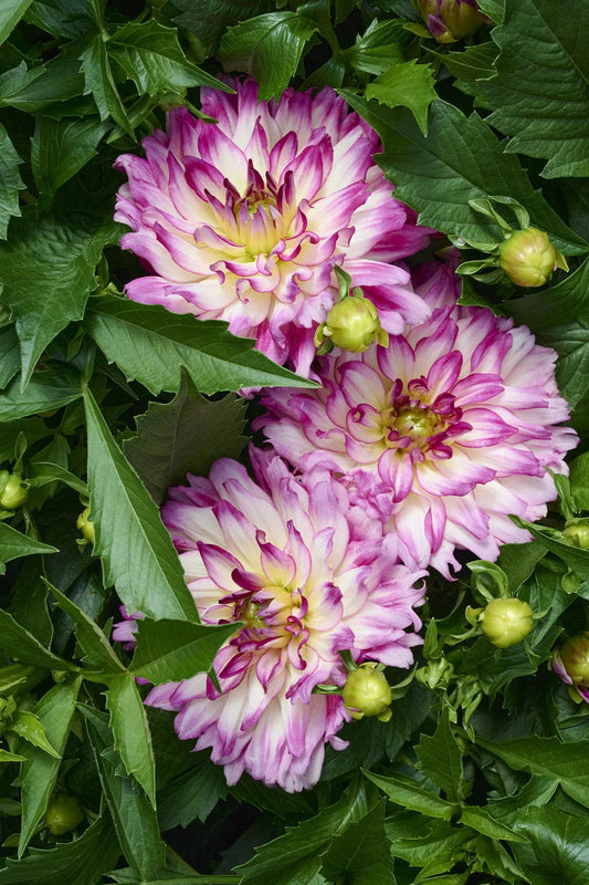 Dahlia 'labella Maggiore Rose Bicolor' - View 1 from www redcrocus com