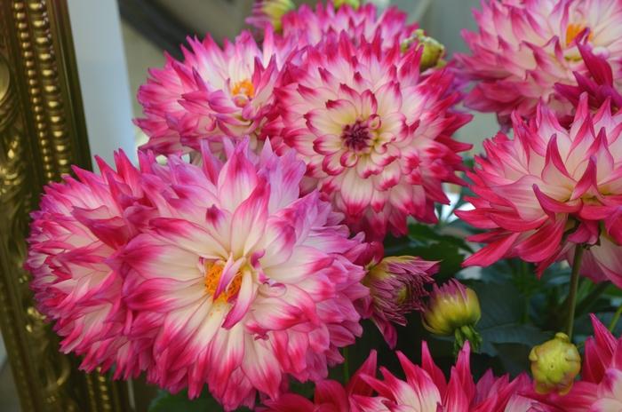 Dahlia 'labella Maggiore Rose Bicolor' - View 3 from www redcrocus com