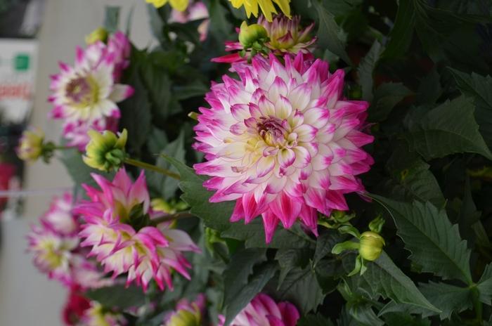 Dahlia 'labella Maggiore Rose Bicolor' - View 4 from www redcrocus com