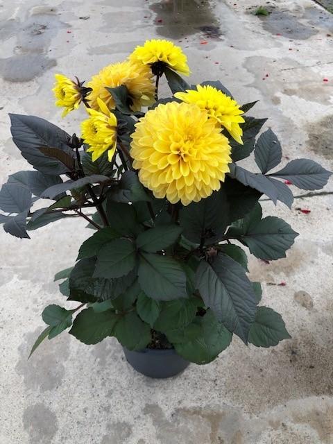 Dahlia 'labella Maggiore Yellow' - View 8 from www redcrocus com