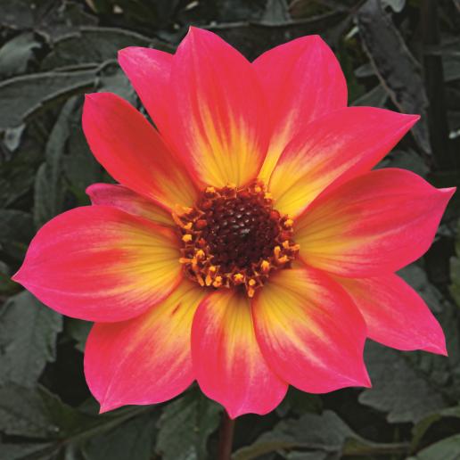 Dahlia 'mystic Sparkler' - View 10 from www redcrocus com