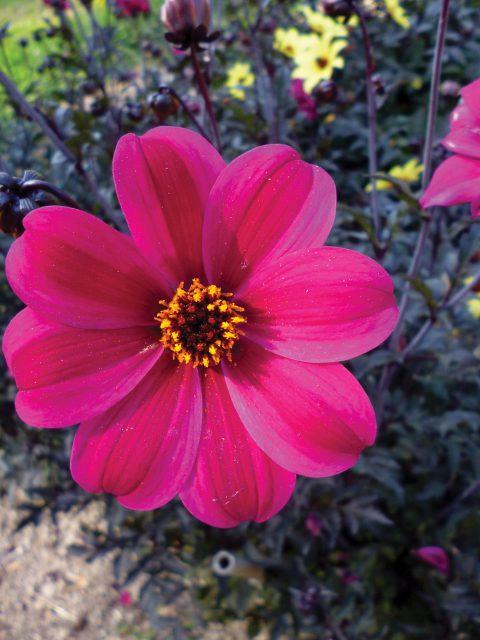 Dahlia 'mystic Sparkler' - View 11 from www redcrocus com