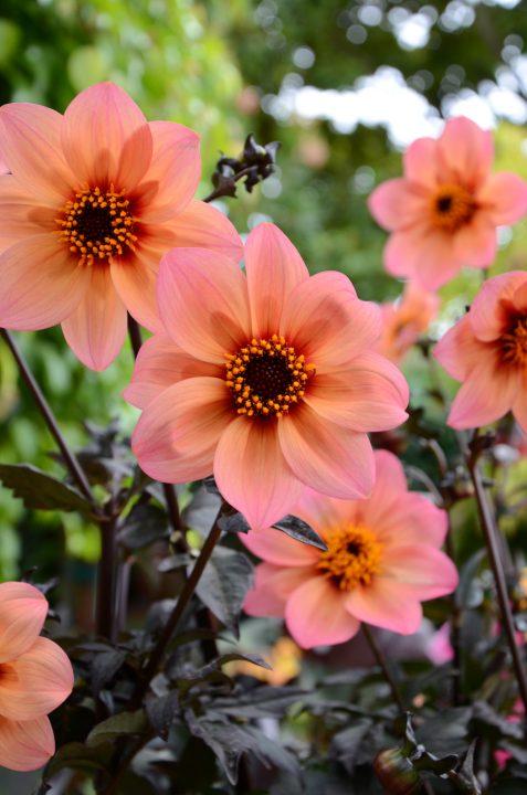 Dahlia 'mystic Sparkler' - View 12 from www redcrocus com