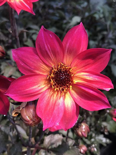 Dahlia 'mystic Sparkler' - View 13 from www redcrocus com