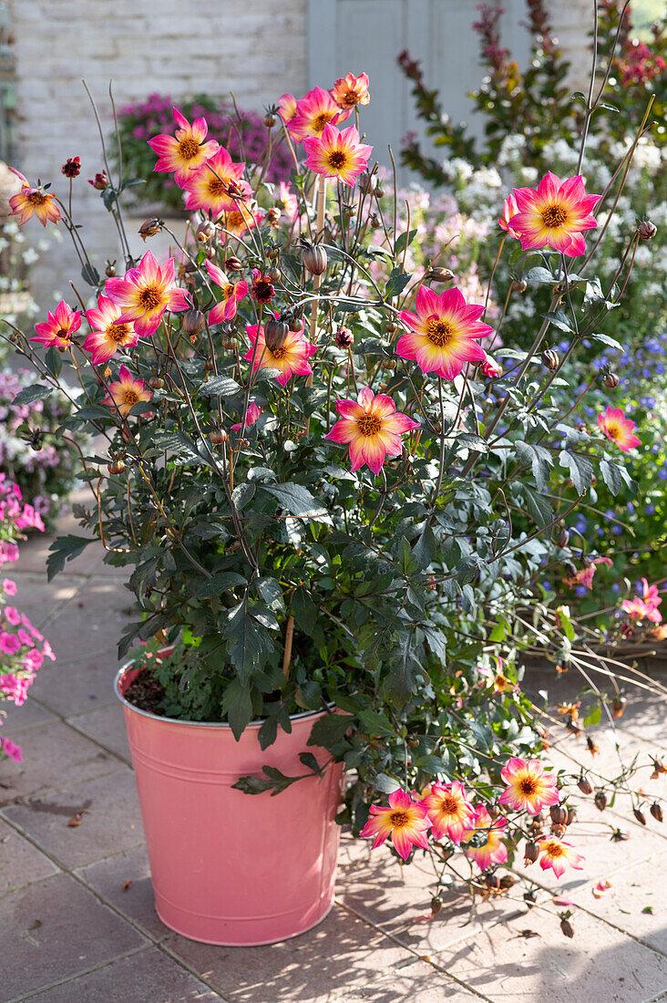 Dahlia 'mystic Sparkler' - View 15 from www redcrocus com