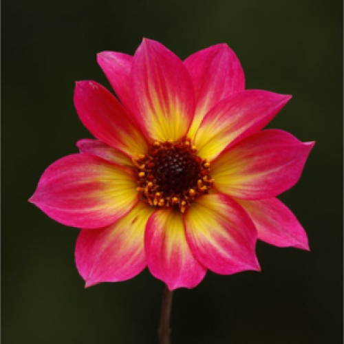 Dahlia 'mystic Sparkler' - View 16 from www redcrocus com