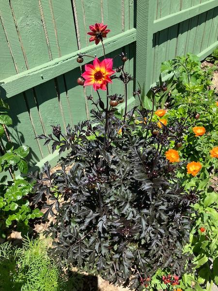 Dahlia 'mystic Sparkler' - View 17 from www redcrocus com
