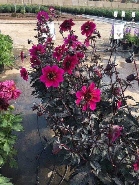 Dahlia 'mystic Sparkler' - View 18 from www redcrocus com