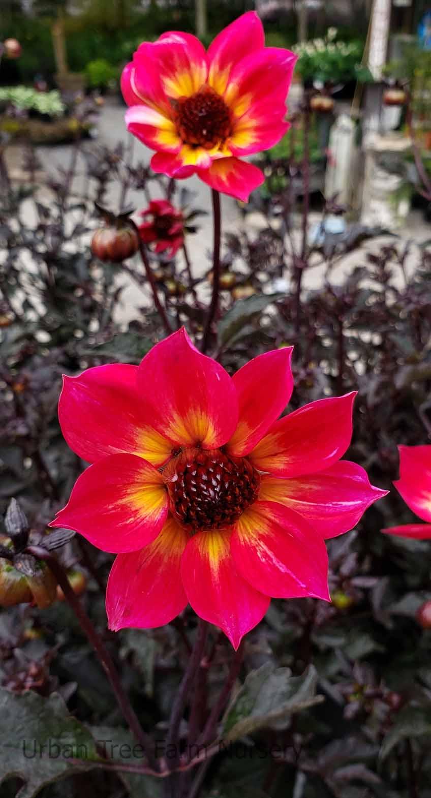 Dahlia 'mystic Sparkler' - View 1 from www redcrocus com