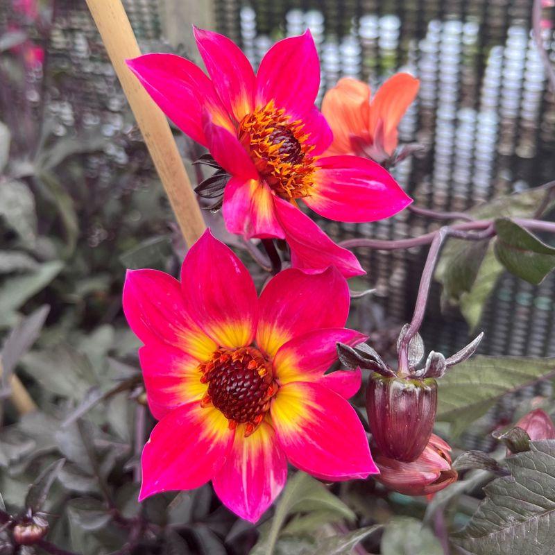 Dahlia 'mystic Sparkler' - View 22 from www redcrocus com