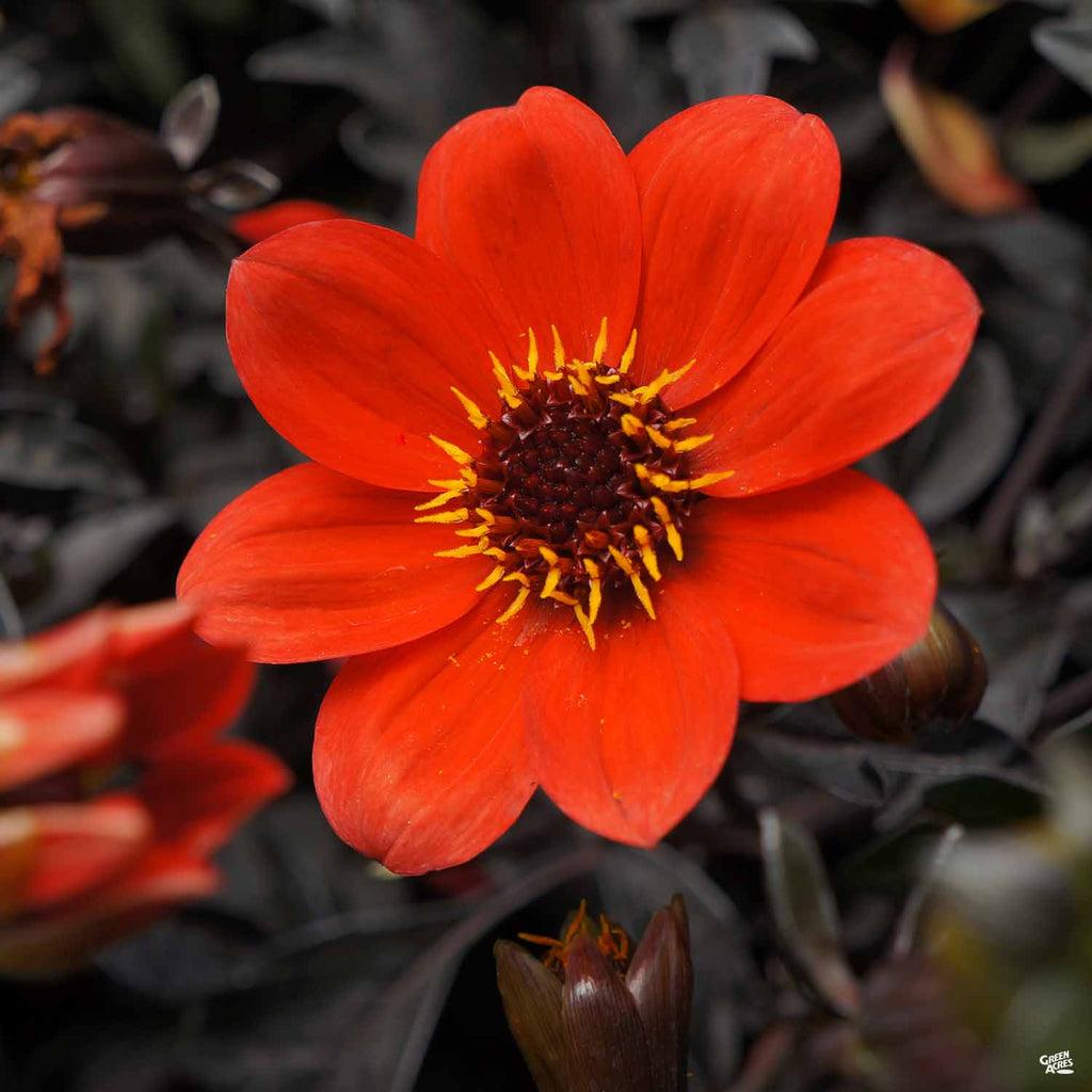 Dahlia 'mystic Sparkler' - View 26 from www redcrocus com