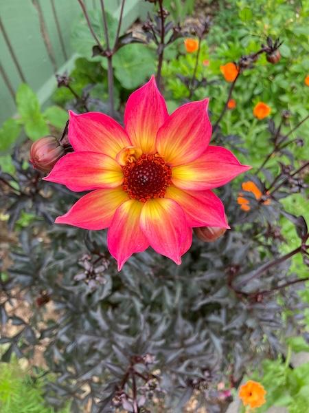 Dahlia 'mystic Sparkler' - View 2 from www redcrocus com