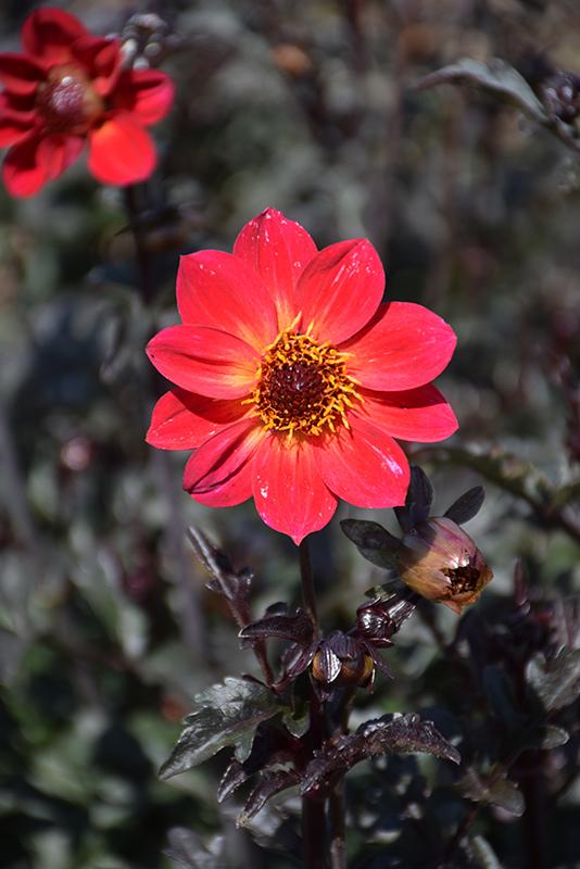 Dahlia 'mystic Sparkler' - View 3 from www redcrocus com