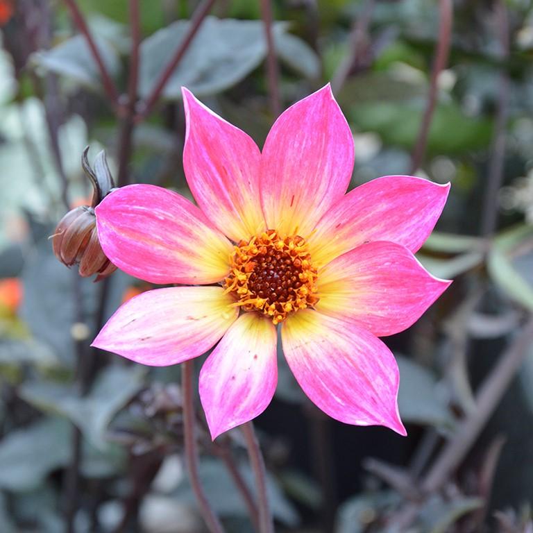 Dahlia 'mystic Sparkler' - View 4 from www redcrocus com