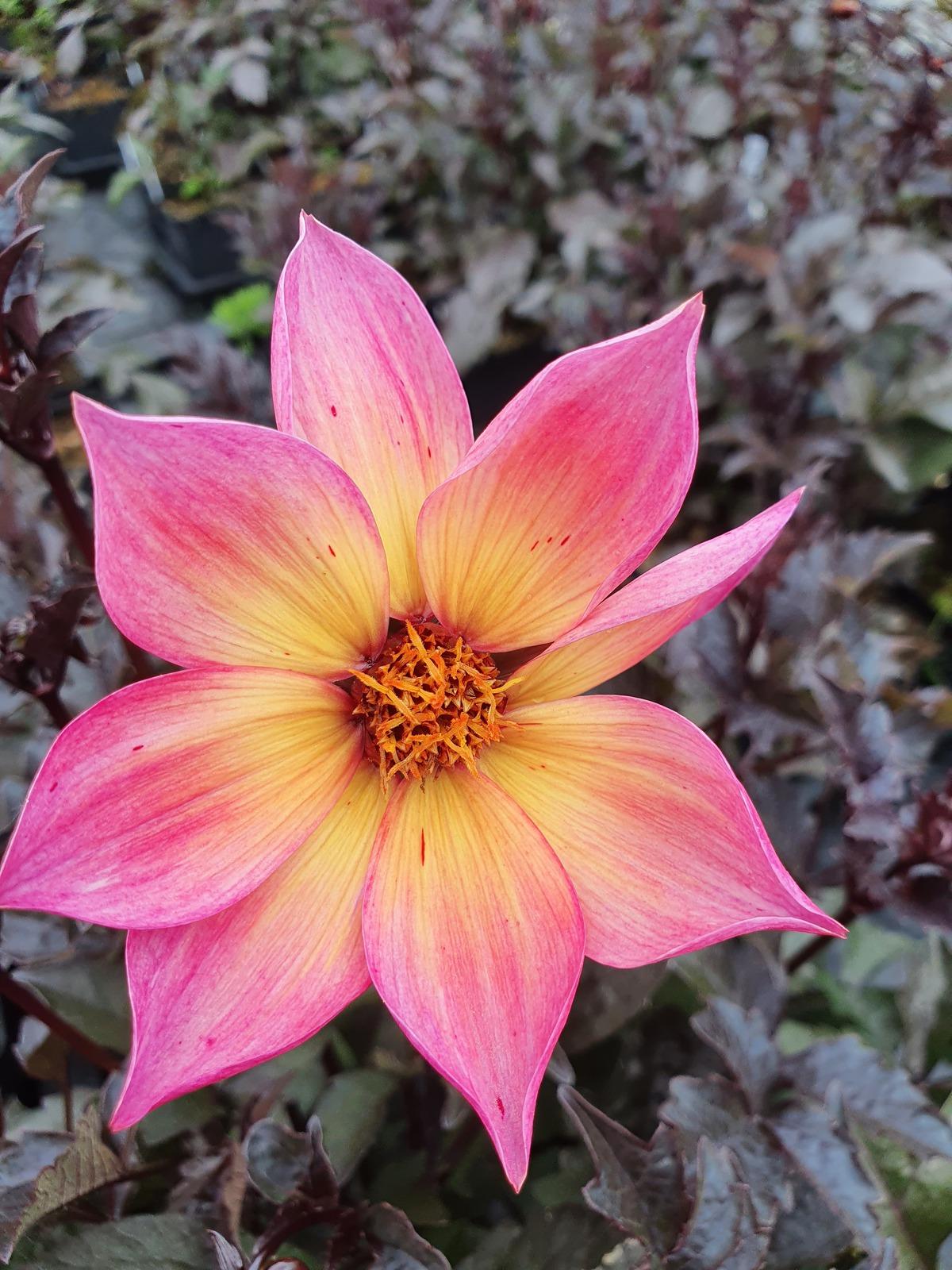 Dahlia 'mystic Sparkler' - View 5 from www redcrocus com