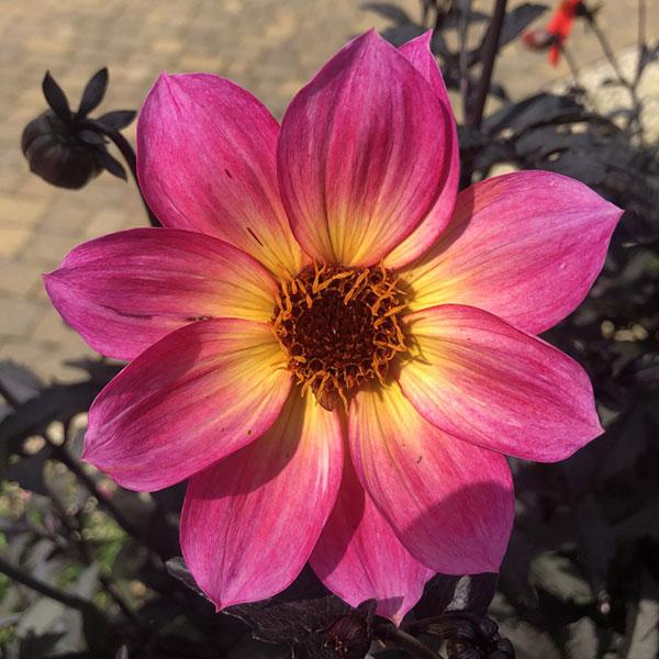 Dahlia 'mystic Sparkler' - View 7 from www redcrocus com