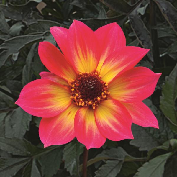 Dahlia 'mystic Sparkler' - View 8 from www redcrocus com