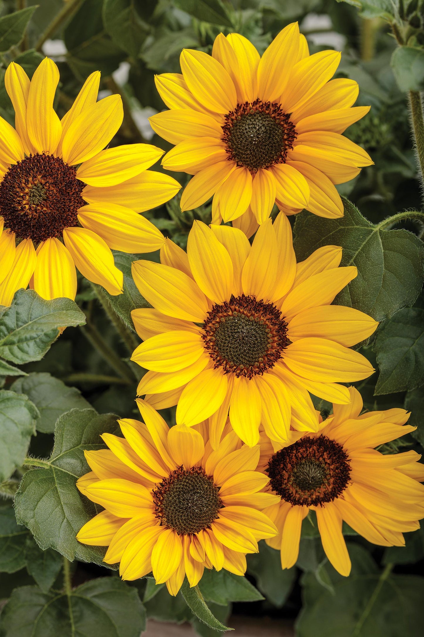 Sunflower Solsation Yellow - View 10 from www redcrocus com