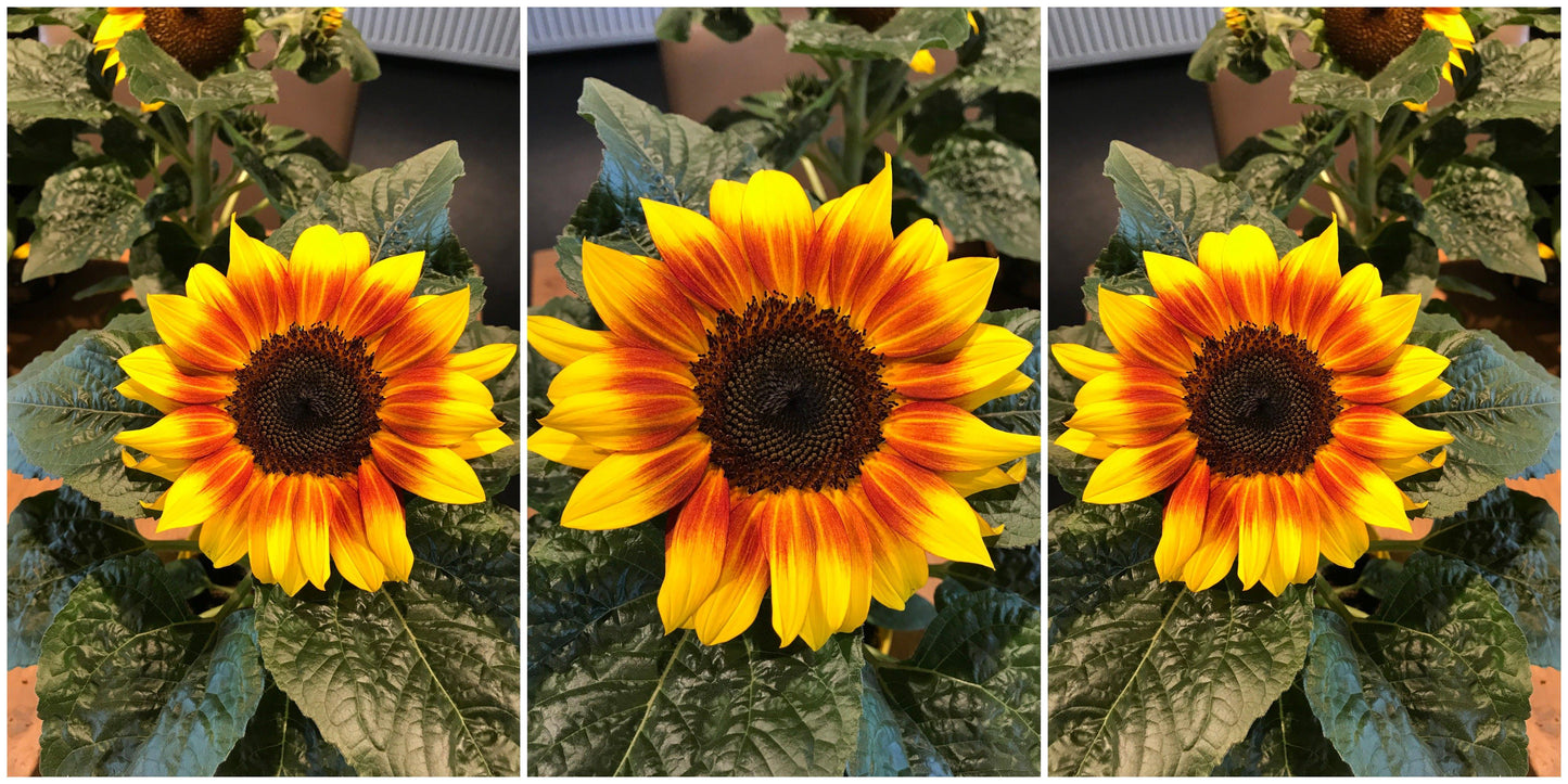 Sunflower Solsation Yellow - View 11 from www redcrocus com