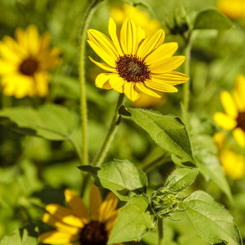 Sunflower Solsation Yellow - View 14 from www redcrocus com