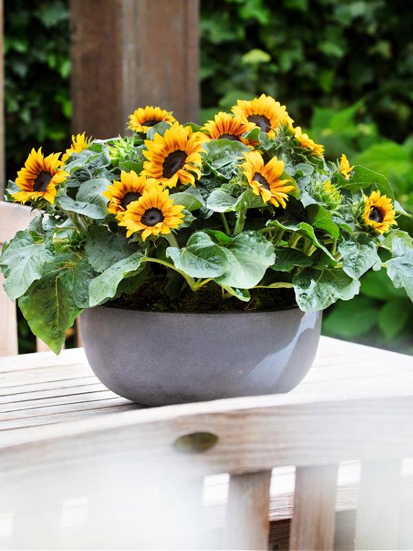 Sunflower Solsation Yellow - View 15 from www redcrocus com
