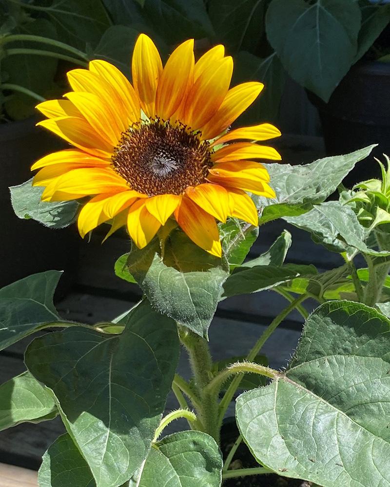 Sunflower Solsation Yellow - View 17 from www redcrocus com