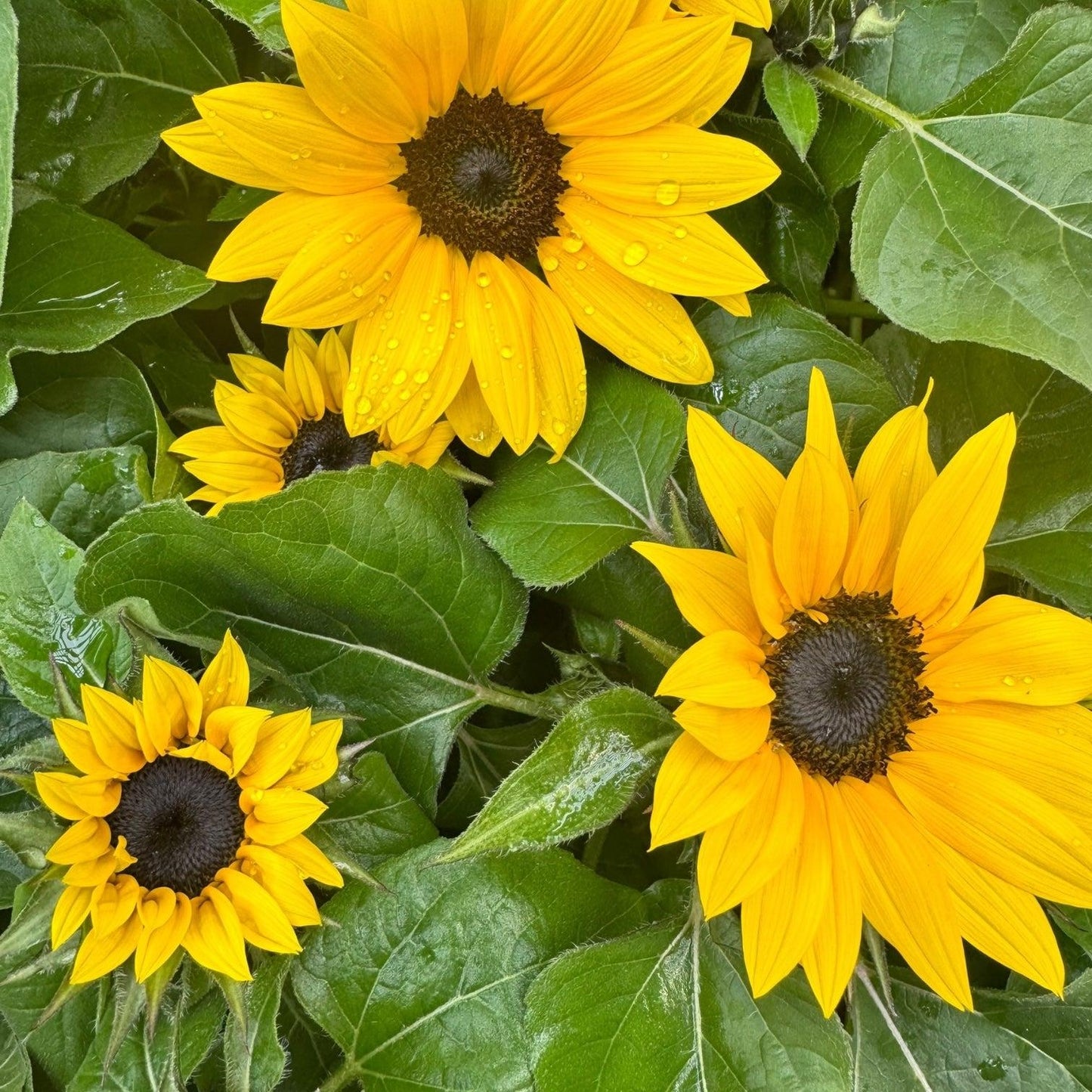 Sunflower Solsation Yellow - View 2 from www redcrocus com