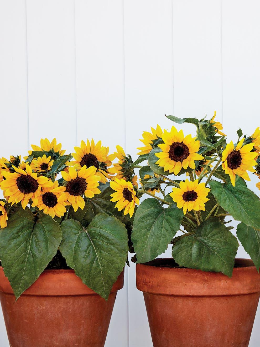 Sunflower Solsation Yellow - View 5 from www redcrocus com