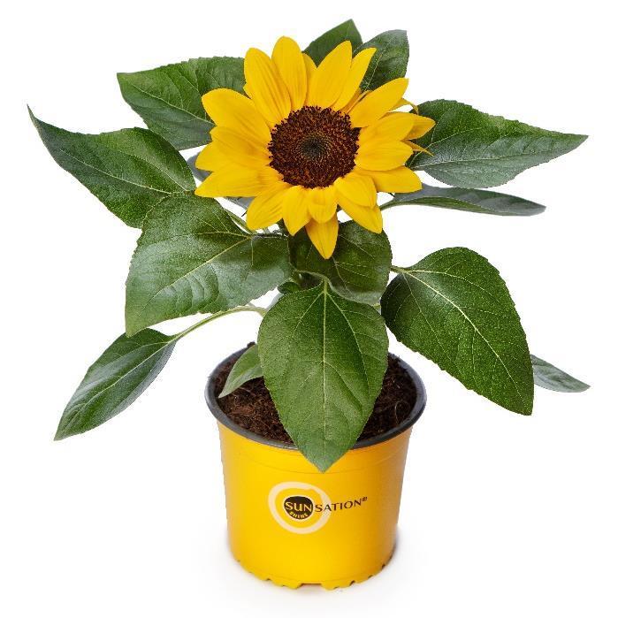 Sunflower Solsation Yellow - View 6 from www redcrocus com