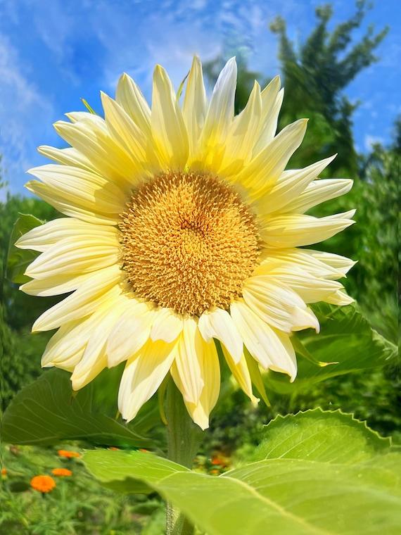 Sunflower Solsation Yellow - View 9 from www redcrocus com