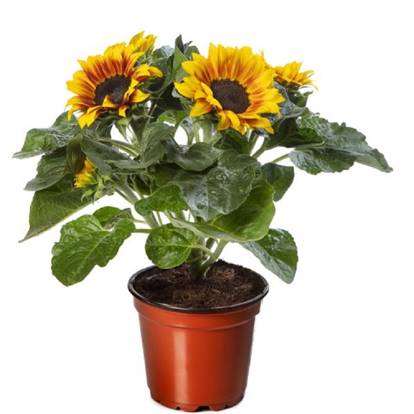 Sunflower 'solsation Yellow' - View 10 from www redcrocus com