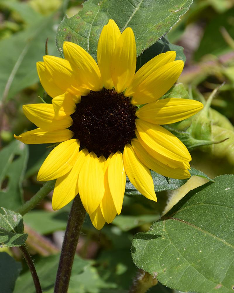 Sunflower 'solsation Yellow' - View 12 from www redcrocus com