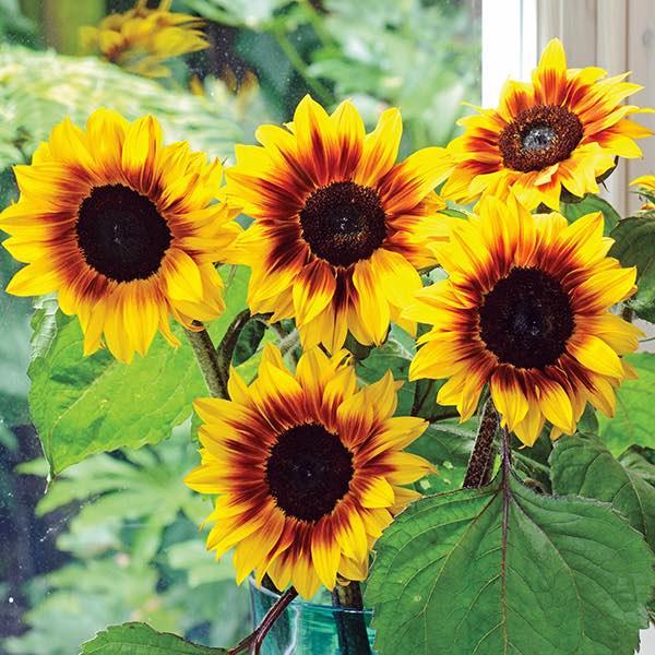 Sunflower 'solsation Yellow' - View 14 from www redcrocus com