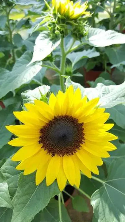 Sunflower 'solsation Yellow' - View 1 from www redcrocus com